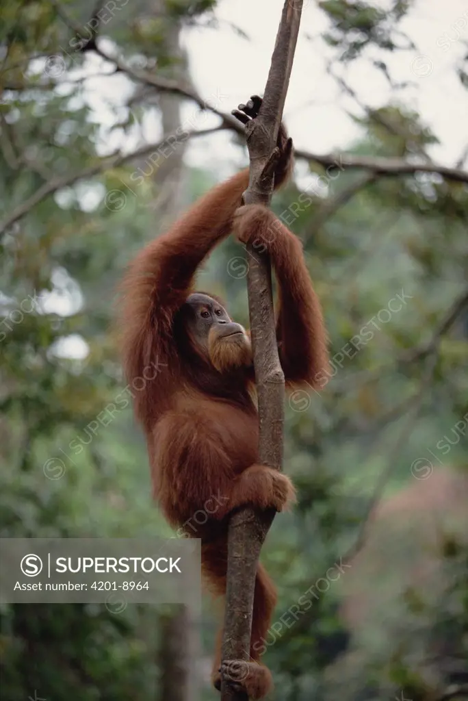 Orangutan (Pongo pygmaeus) male, Borneo