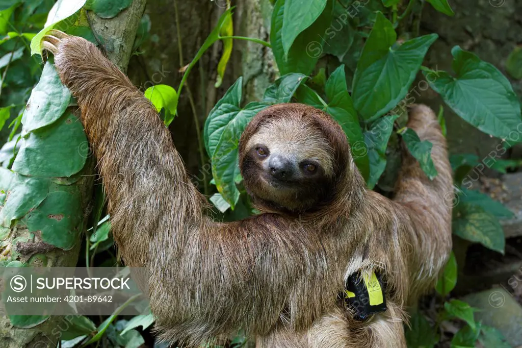 Brown-throated Three-toed Sloth (Bradypus variegatus) with transmitter, Aviarios Sloth Sanctuary, Costa Rica