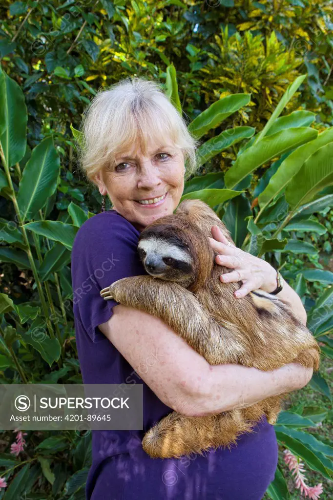 Brown-throated Three-toed Sloth (Bradypus variegatus) held by sanctuary owner Judy Avey-Arroyo, Aviarios Sloth Sanctuary, Costa Rica