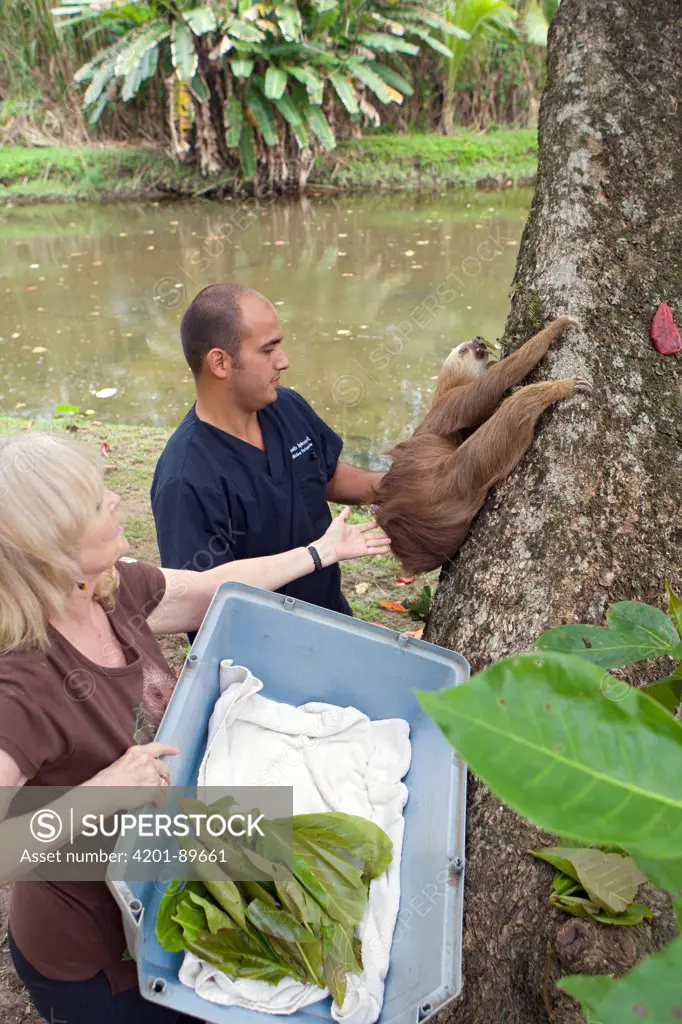 Hoffmann's Two-toed Sloth (Choloepus hoffmanni) released into the wild after rehabilitation by sanctuary owner Judy Avey-Arroyo, Aviarios Sloth Sanctuary, Costa Rica