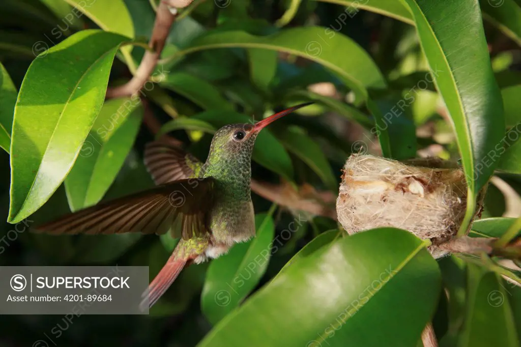 Rufous-tailed Hummingbird (Amazilia tzacatl) landing at nest, Colombia