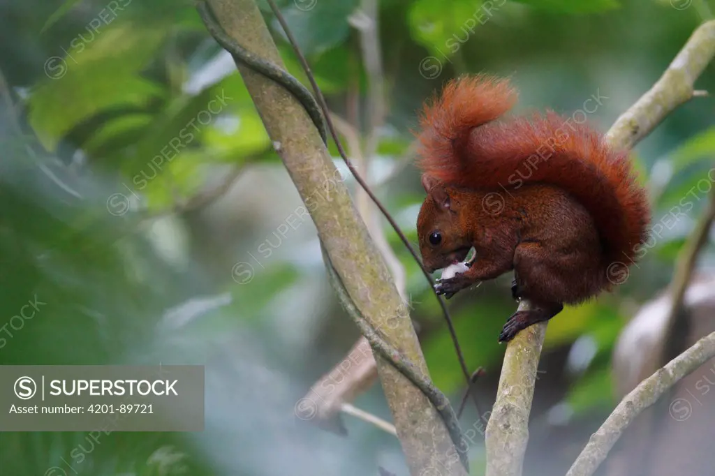 Red-tailed Squirrel (Sciurus granatensis) feeding, Sierra Nevada de Santa Marta, Colombia