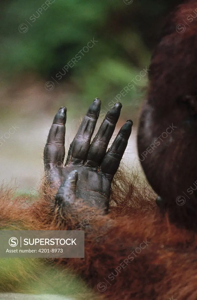 Orangutan (Pongo pygmaeus) old male's hand, Tanjung Puting National Park, Borneo