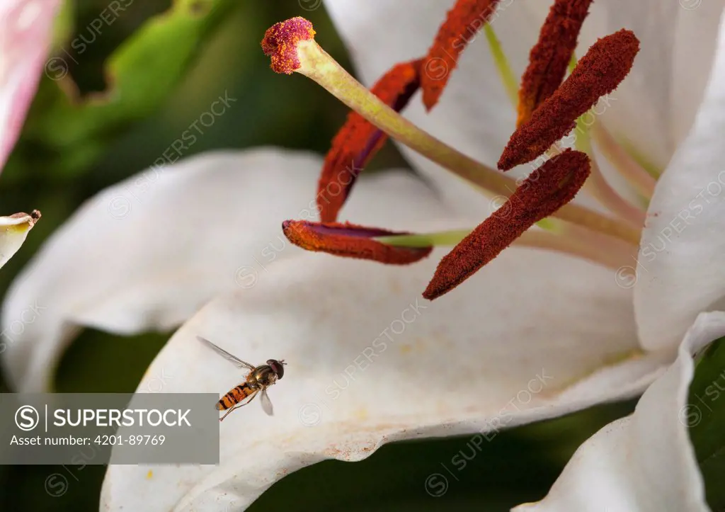 Marmalade Hover Fly (Episyrphus balteatus) hovering over lily to feed on pollen, England