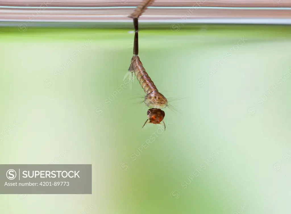 Midge pupa at the water surface, England