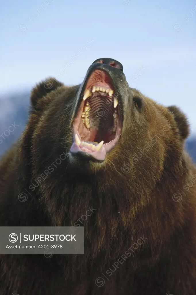 Grizzly Bear (Ursus arctos horribilis) close up of growling face