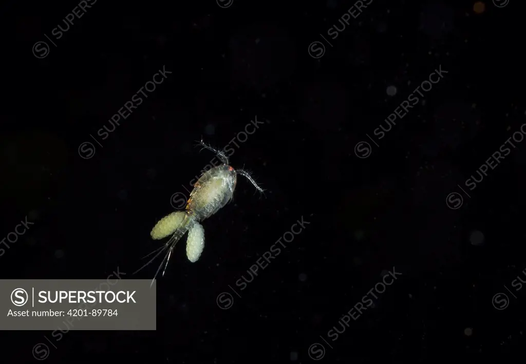 Copepod (Cyclops sp) female with eggs, England