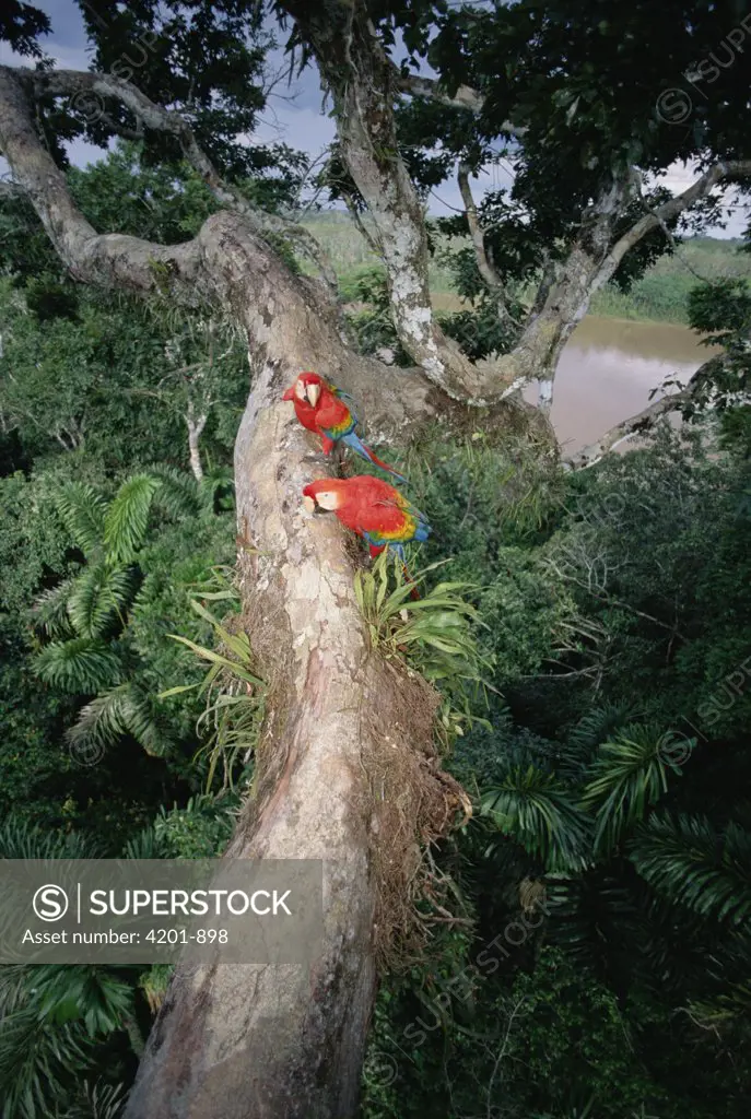 Scarlet Macaw (Ara macao) pair making a living in rainforest canopy, originally hand-raised by research center, Tambopata-Candamo Reserved Zone, Amazon Basin, Peru