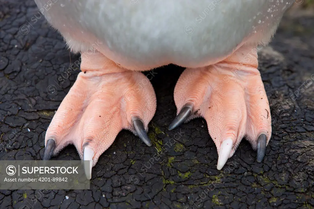 Gentoo Penguin (Pygoscelis papua) feet, Prion Island, South Georgia Island