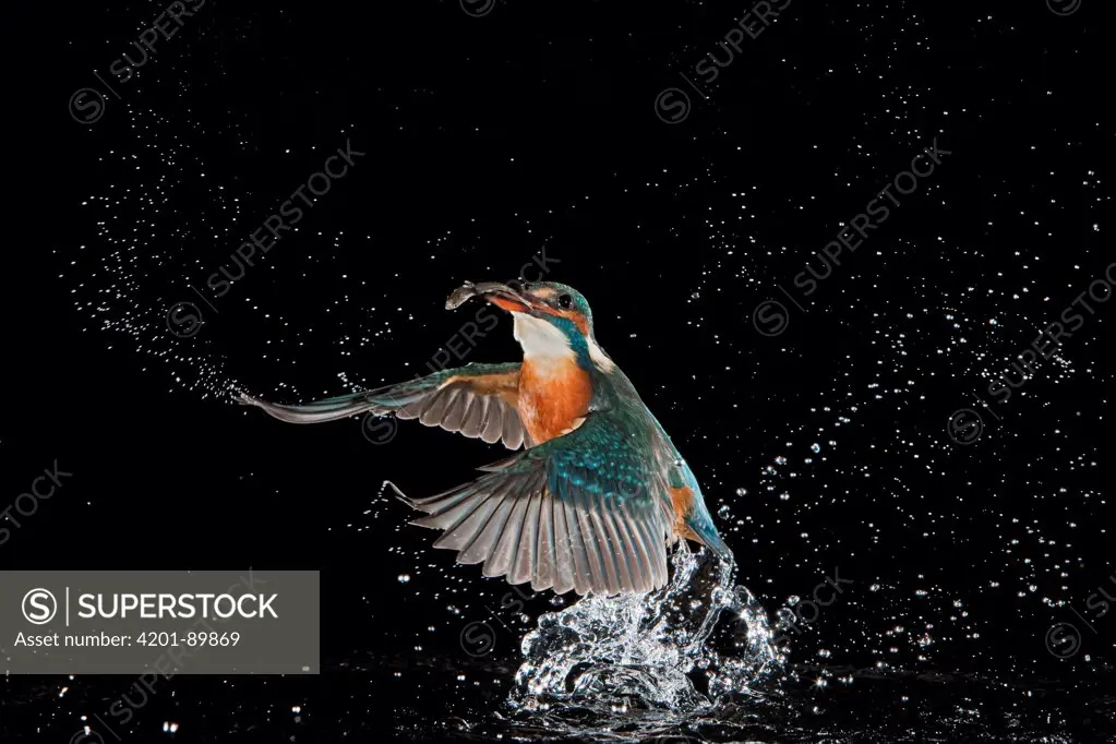 Common Kingfisher (Alcedo atthis) coming out of water with fish, Hessen, Germany