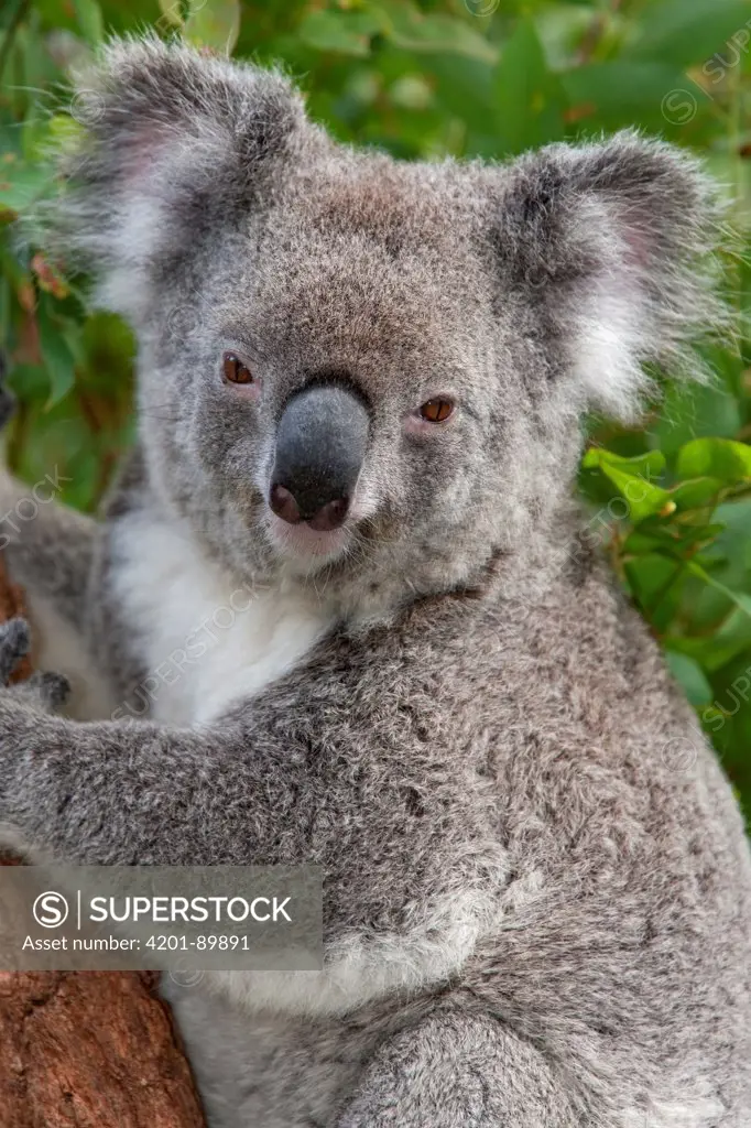 Koala (Phascolarctos cinereus), Australia