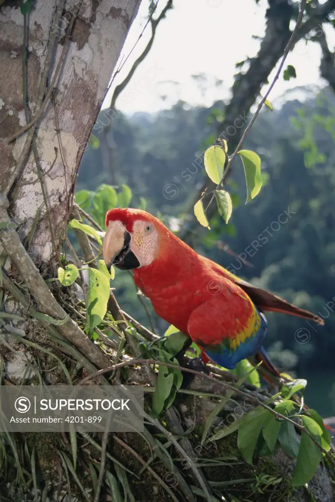 Scarlet Macaw (Ara macao) making a living in rainforest canopy, originally hand-raised by research center, Tambopata-Candamo Reserved Zone, Amazon Basin, Peru