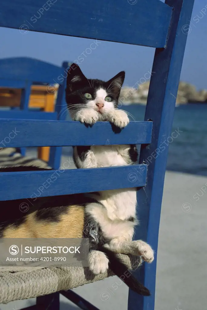 Domestic Cat (Felis catus) kittens playing on a chair at beach bistro, Greece