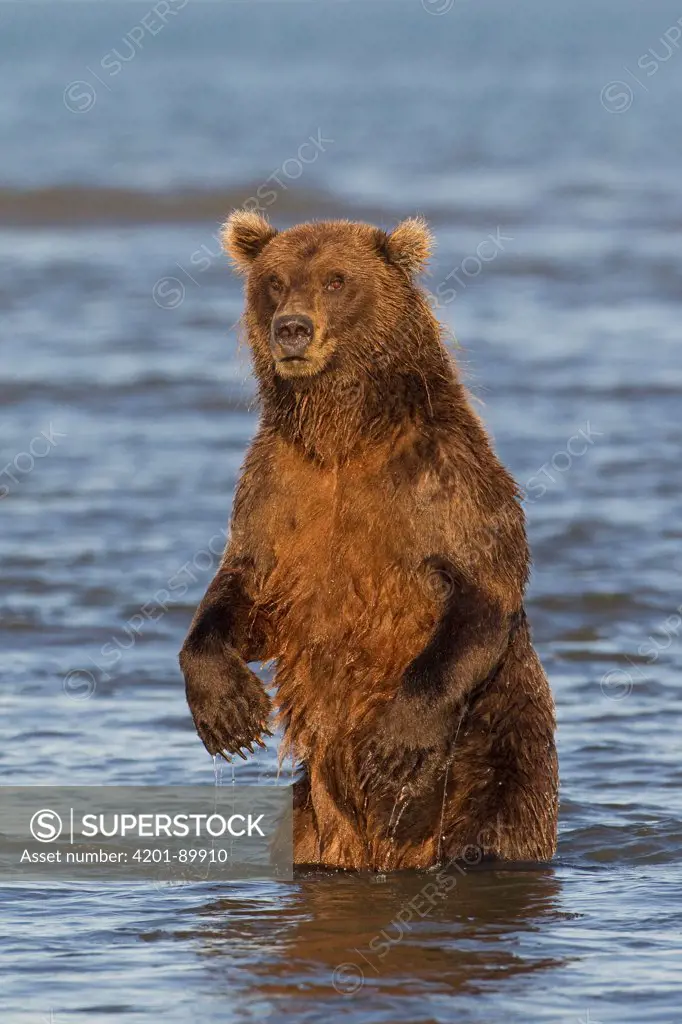 Grizzly Bear (Ursus arctos horribilis) standing up in river, Lake Clark National Park, Alaska