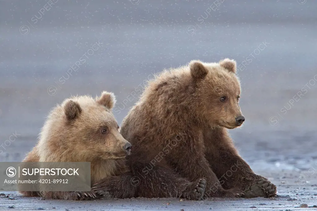 Grizzly Bear (Ursus arctos horribilis) cubs, Lake Clark National Park, Alaska