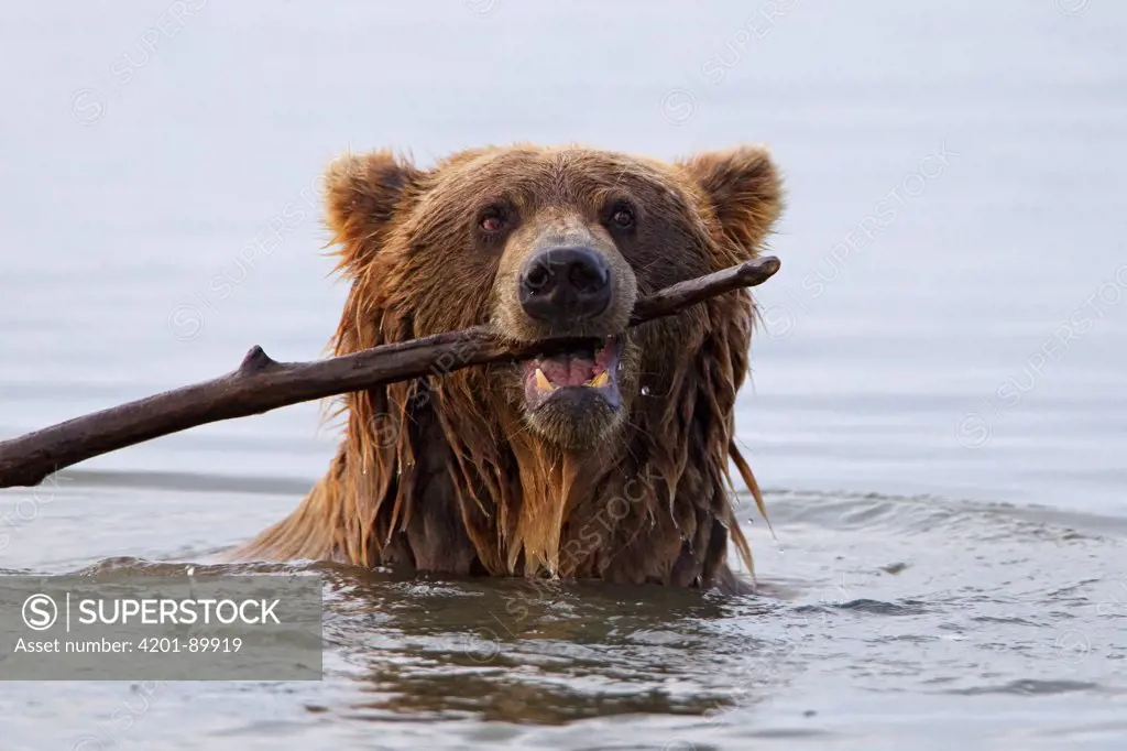 Grizzly Bear (Ursus arctos horribilis) playing with stick, Lake Clark National Park, Alaska