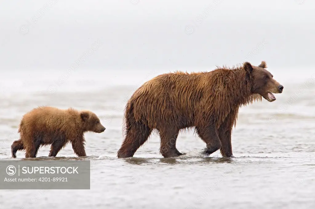 Grizzly Bear (Ursus arctos horribilis) mother with cub wading through river, Lake Clark National Park, Alaska