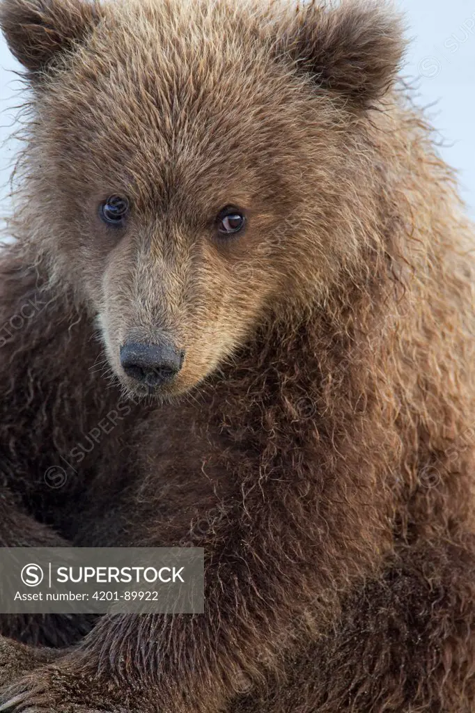 Grizzly Bear (Ursus arctos horribilis) cub, Lake Clark National Park, Alaska