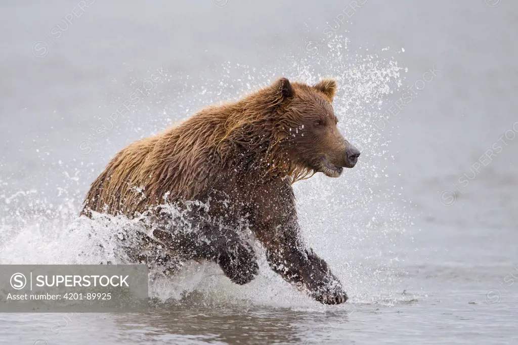Grizzly Bear (Ursus arctos horribilis) fishing for salmon, Lake Clark National Park, Alaska