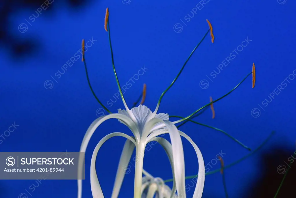 Beach Spiderlily (Hymenocallis littoralis) opens its flowers in late afternoon and releases a sweet scent soon after sunset to attract the moths that pollinate it, Barro Colorado Island, Panama