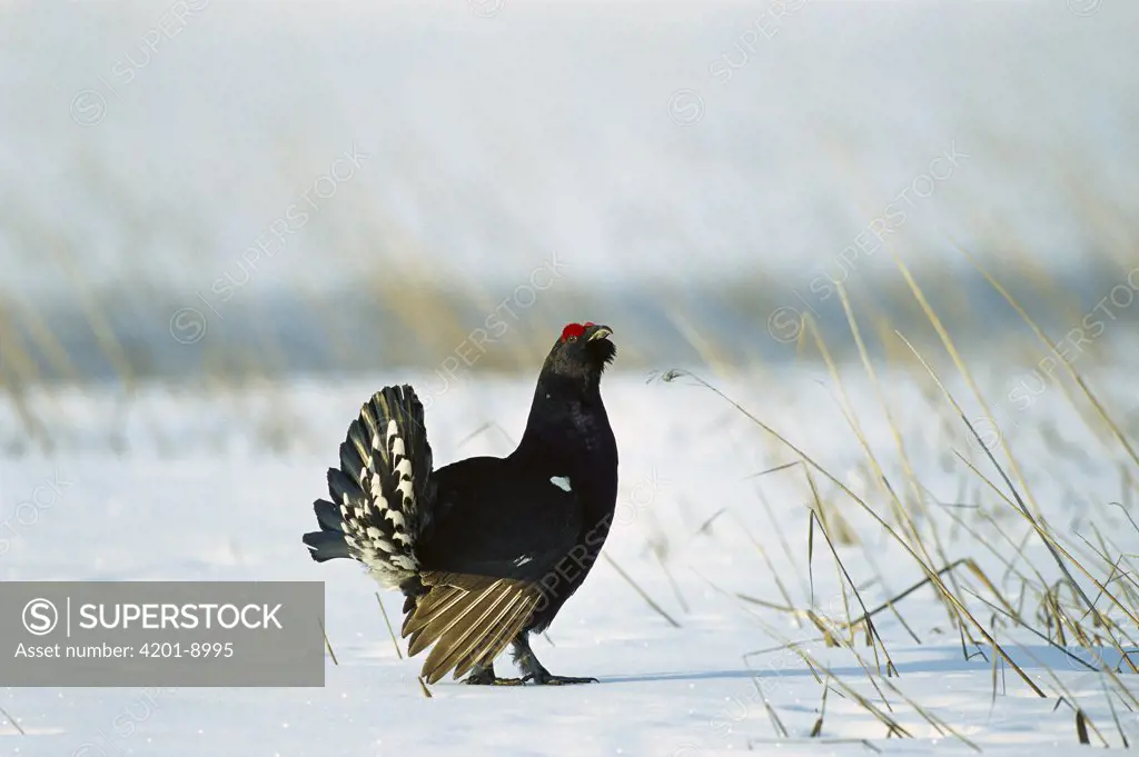 Black Grouse (Tetrao tetrix) and Capercaillie (Tetrao urogallus) hybrid, in courtship display on snowy ground, Sweden