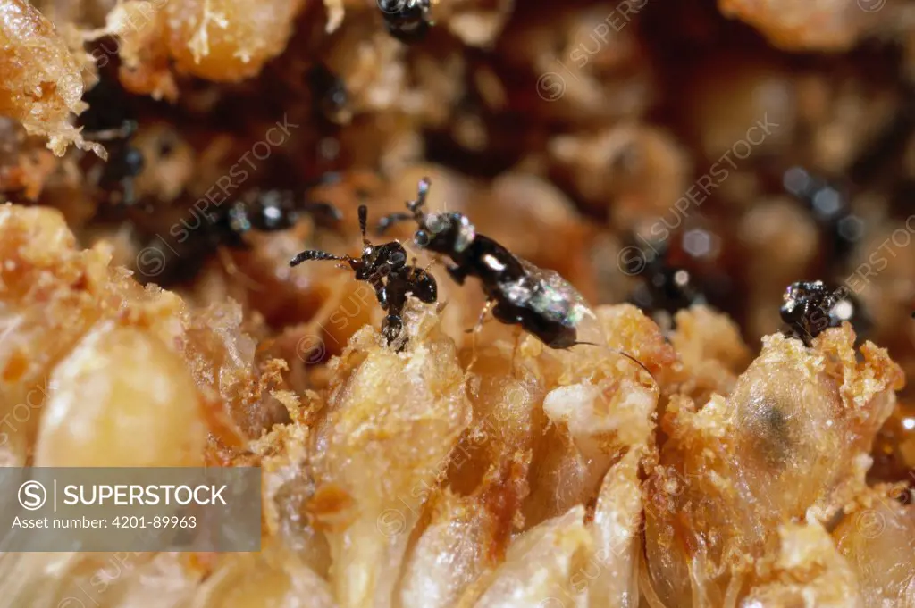 Wasps emerging from pupa inside fig seed, they mate with each other inside seed, then fly off in search of a flowering fig tree of the same species, in turn pollinating it, Barro Colorado Island, Panama