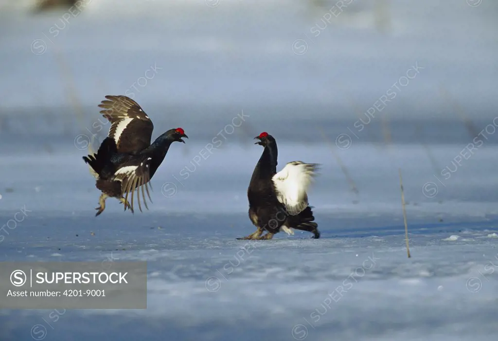 Black Grouse (Tetrao tetrix) two males fighting on snowy ground, Sweden
