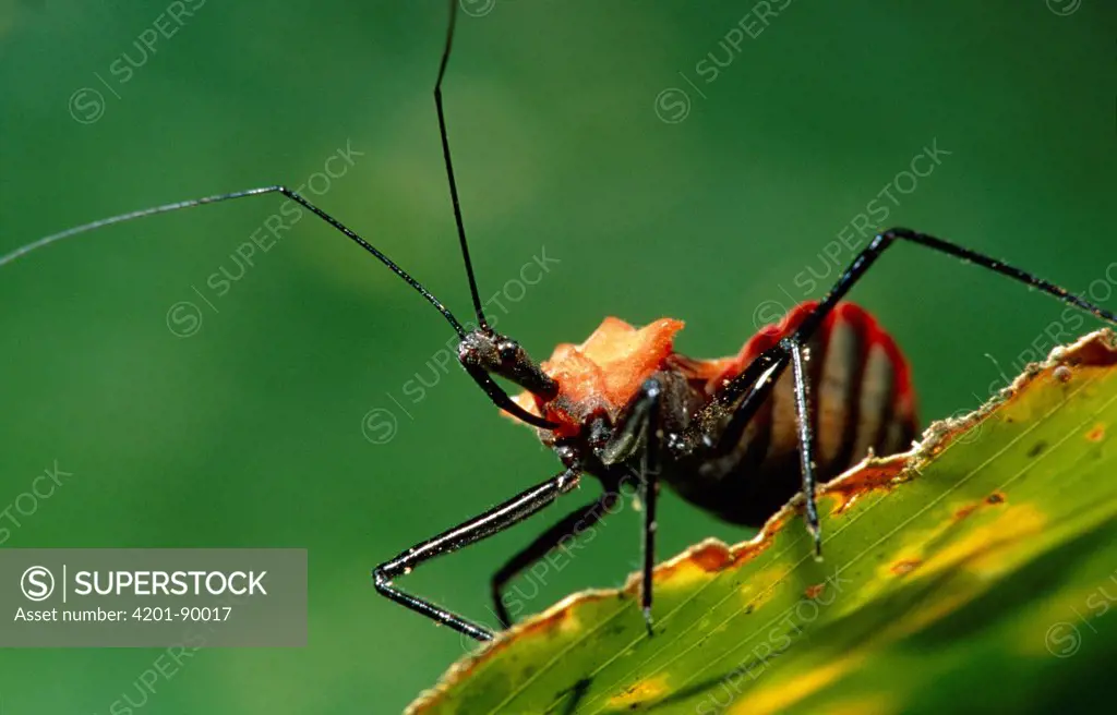 Assassin Bug (Reduviidae), Barro Colorado Island, Panama