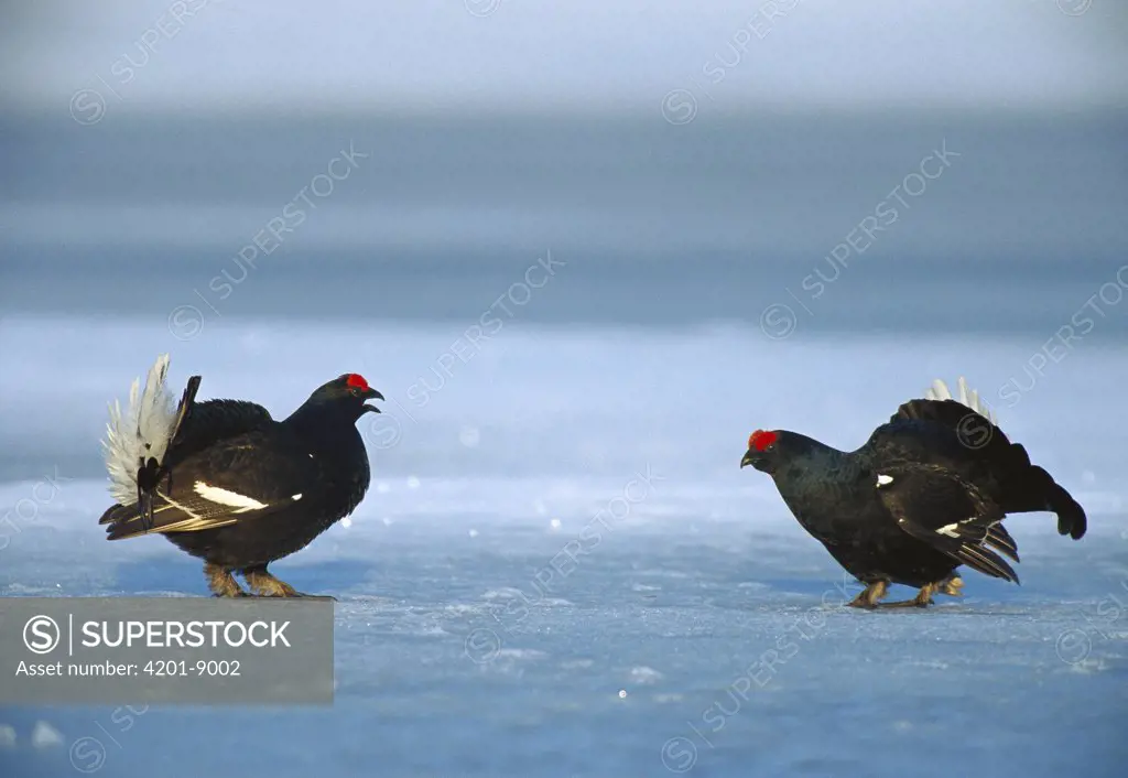 Black Grouse (Tetrao tetrix) two males in courtship display on snowy ground, Sweden