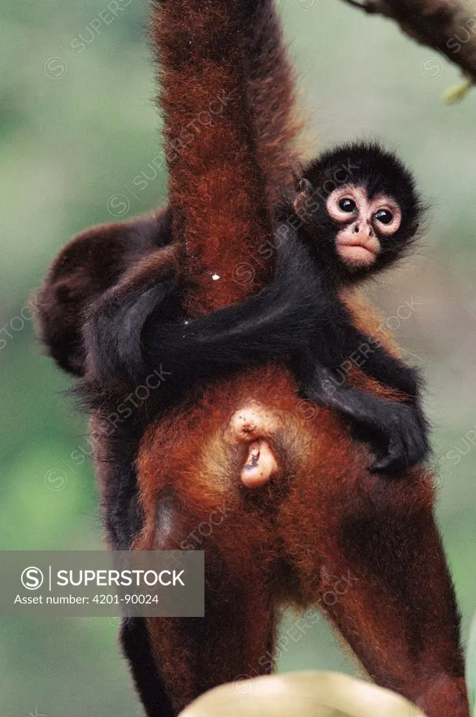 Black-handed Spider Monkey (Ateles geoffroyi) mother and young, Barro Colorado Island, Panama