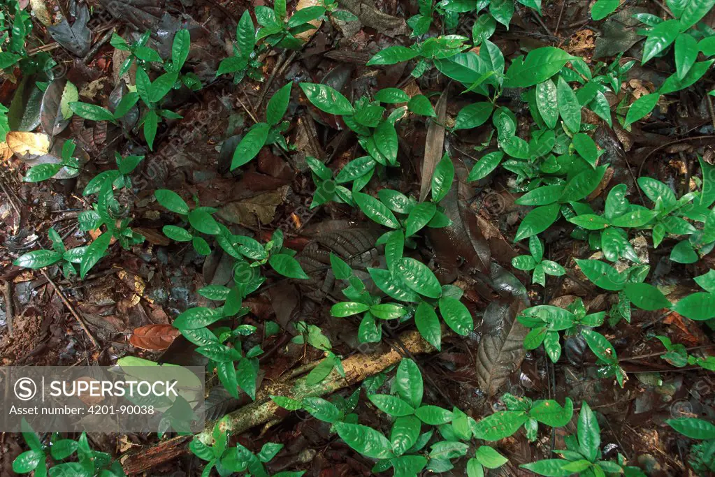 Seedlings in understory, Lake Gatun, Panama