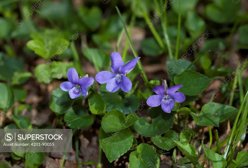 Violet (Viola sp) flowers