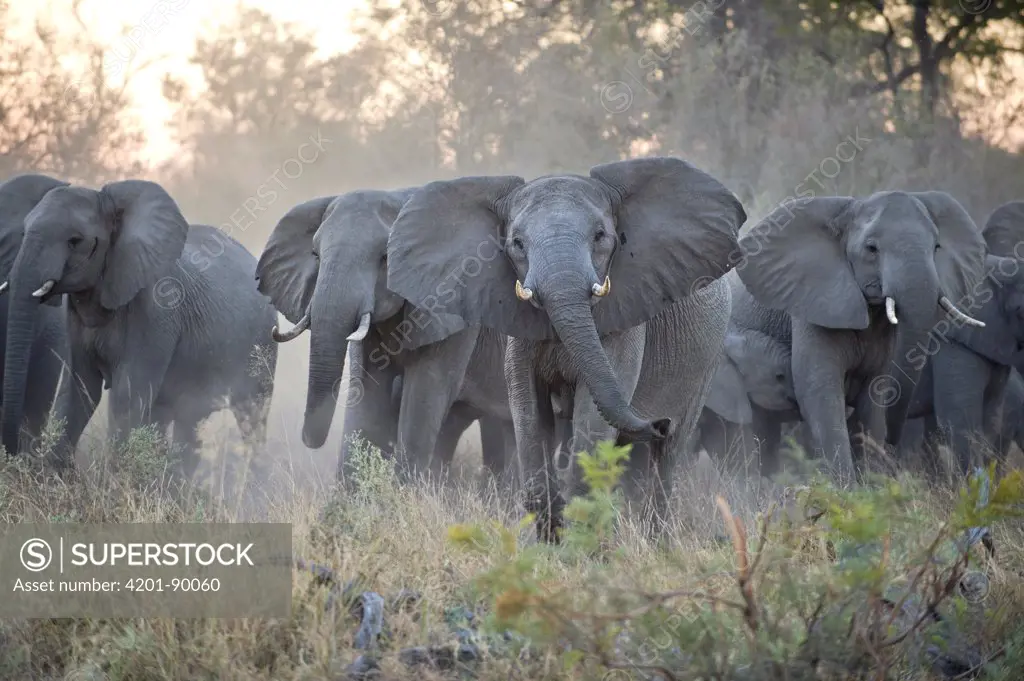 African Elephant (Loxodonta africana) upset herd gathering after smelling blood from wild dog kill, Okavango Delta, Botswana