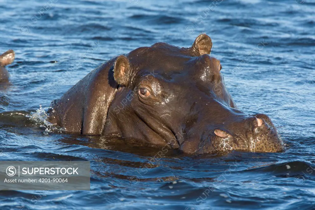 Hippopotamus (Hippopotamus amphibius), northern Botswana