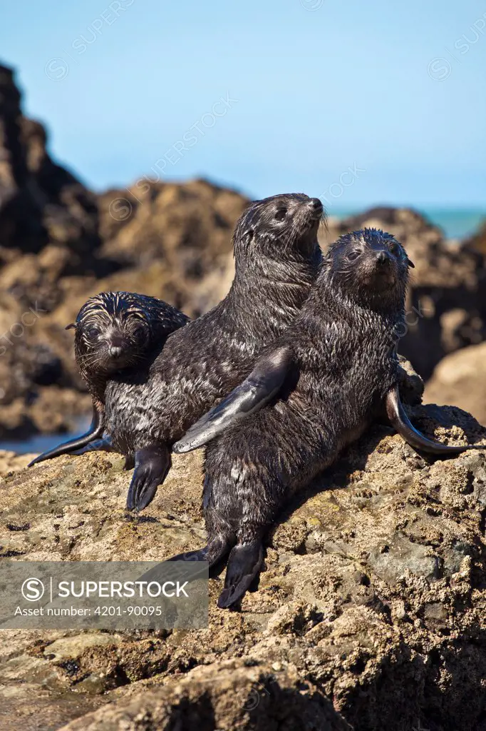 New Zealand Fur Seal (Arctocephalus forsteri) pups, North Canterbury, New Zealand