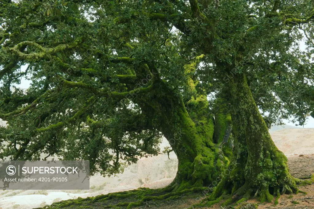 Island Oak (Quercus tomentella) trees, Santa Rosa Island, Channel Islands National Park, California