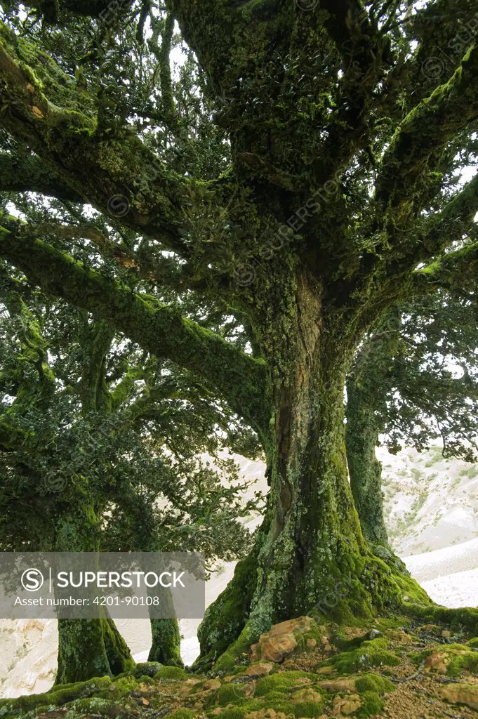 Island Oak (Quercus tomentella) trees covered with moss, Santa Rosa Island, Channel Islands National Park, California