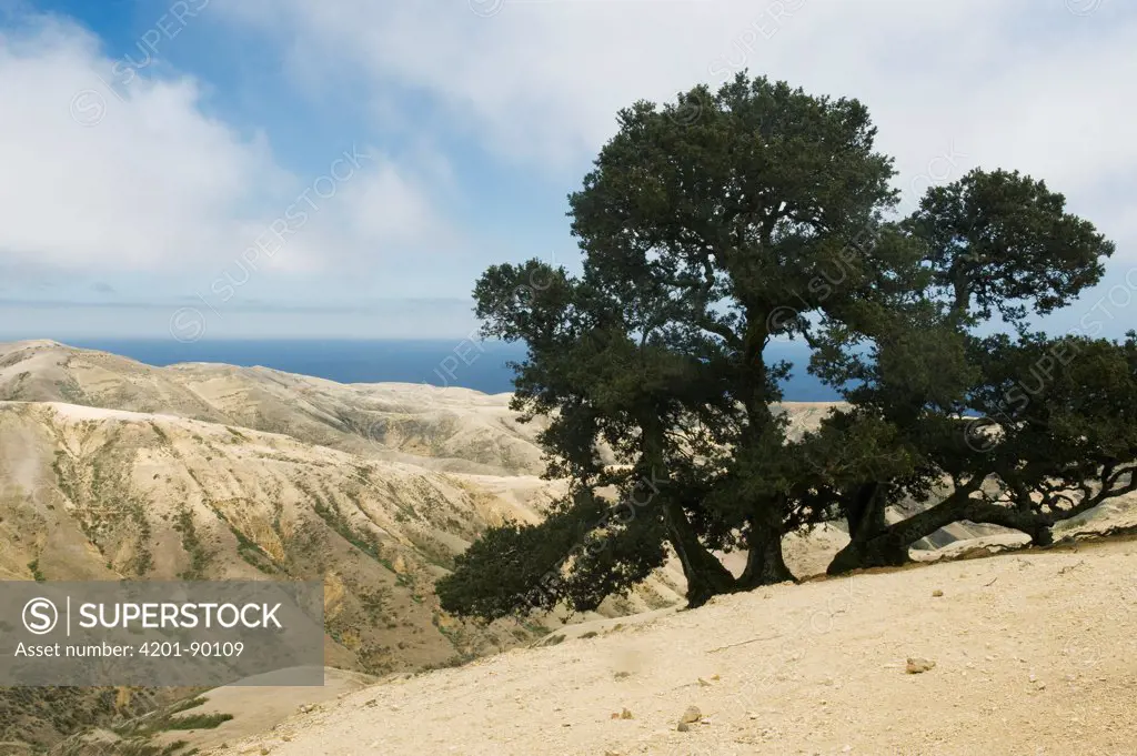 Island Oak (Quercus tomentella) tree, Santa Rosa Island, Channel Islands National Park, California