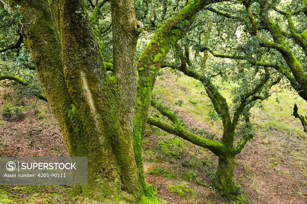 Island Oak (Quercus tomentella) trunks covered with moss, Santa Rosa island, Channel Islands National Park, California