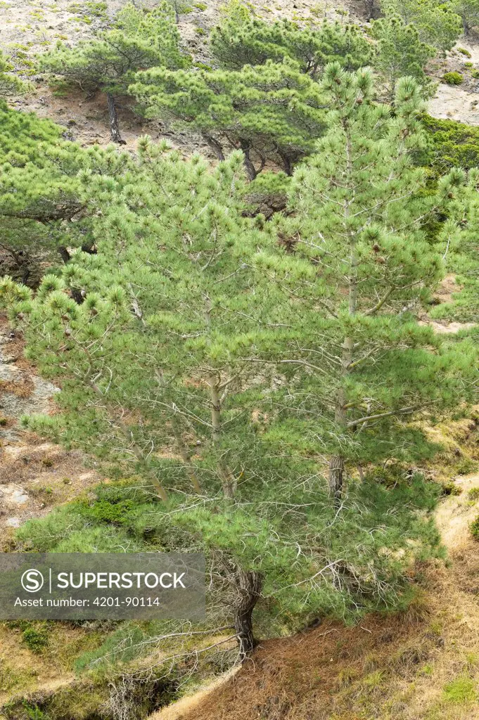 Torrey Pine (Pinus torreyana), Santa Rosa Island, Channel Islands National Park, California