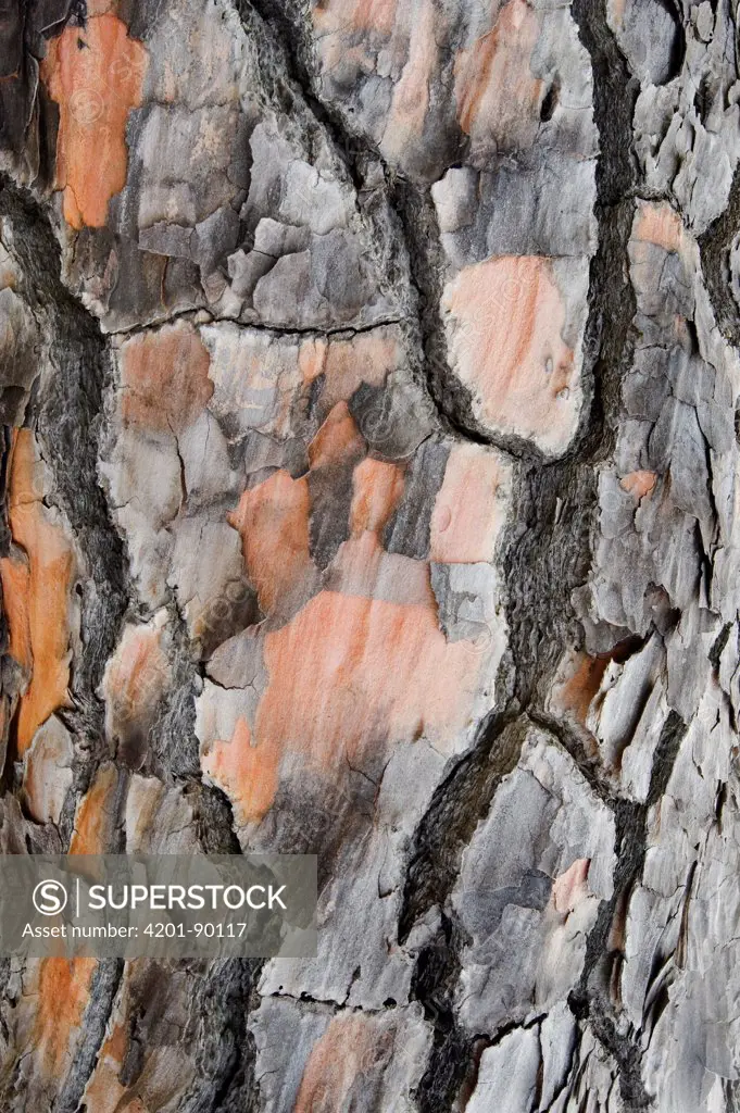 Torrey Pine (Pinus torreyana) bark, Santa Rosa Island, Channel Islands National Park, California