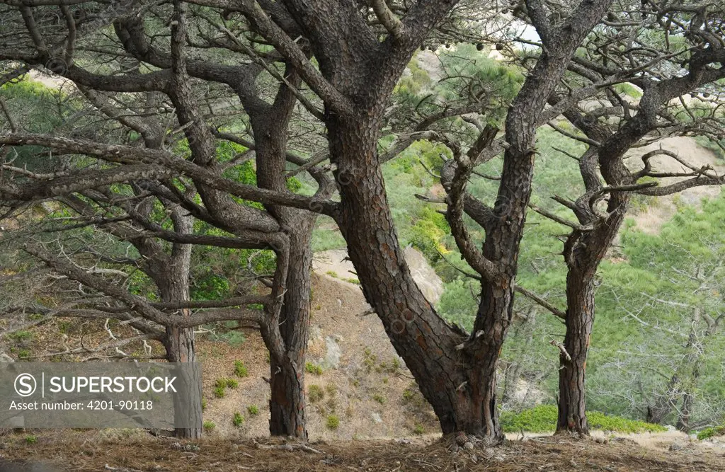 Torrey Pine (Pinus torreyana) trees, Santa Rosa Island, Channel Islands National Park, California