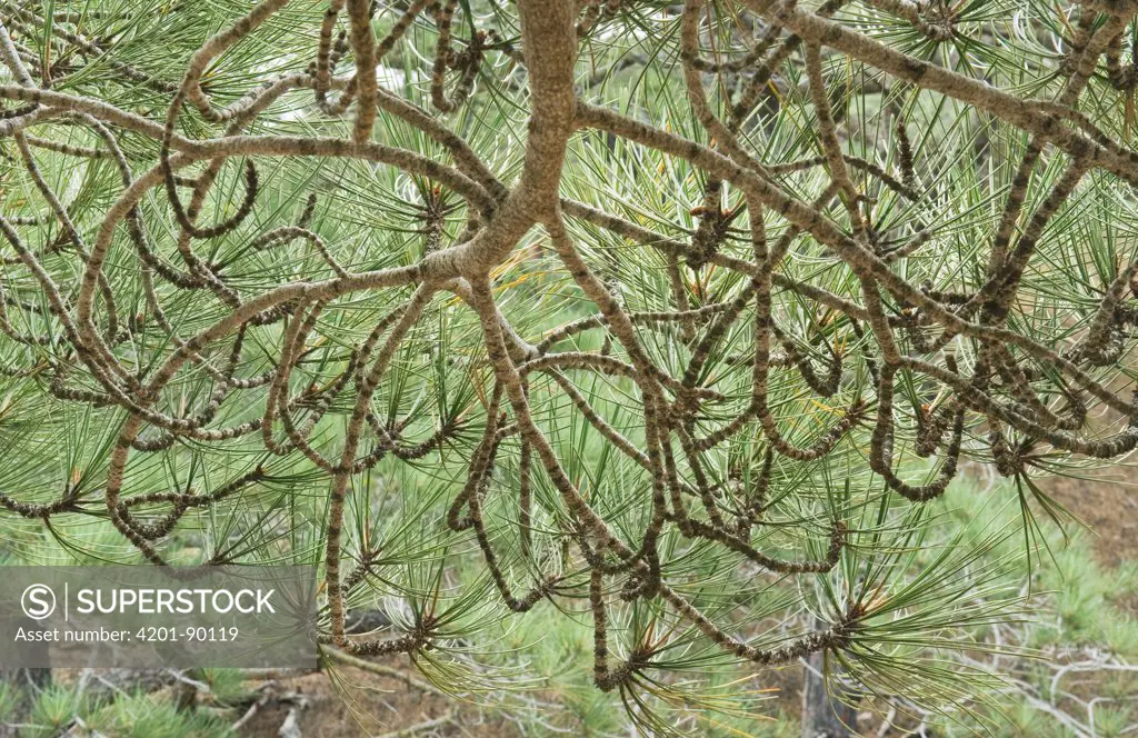 Torrey Pine (Pinus torreyana) branches and needles, Santa Rosa Island, Channel Islands National Park, California
