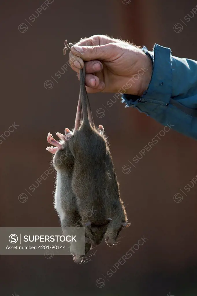 Brown Rat (Rattus norvegicus) trio found dead after baiting, South Georgia Heritage Trust Rat Eradication Project, Grytviken, South Georgia Island