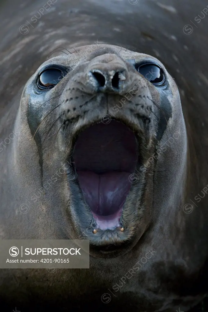 Southern Elephant Seal (Mirounga leonina) female calling, Grytviken, South Georgia Island