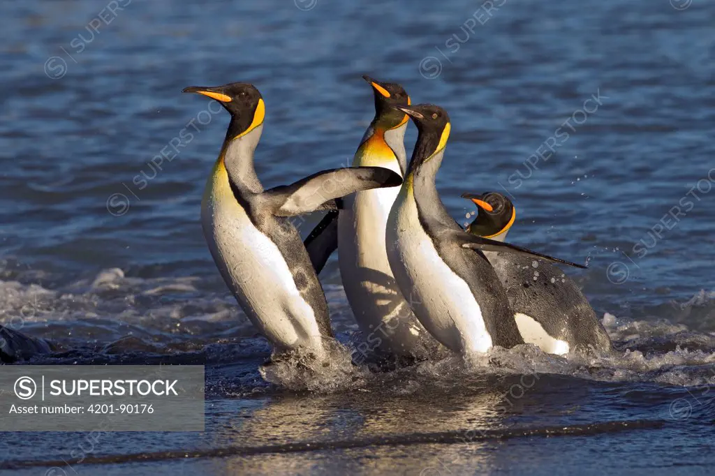 King Penguin (Aptenodytes patagonicus) group coming ashore, Fortuna Bay, South Georgia Island