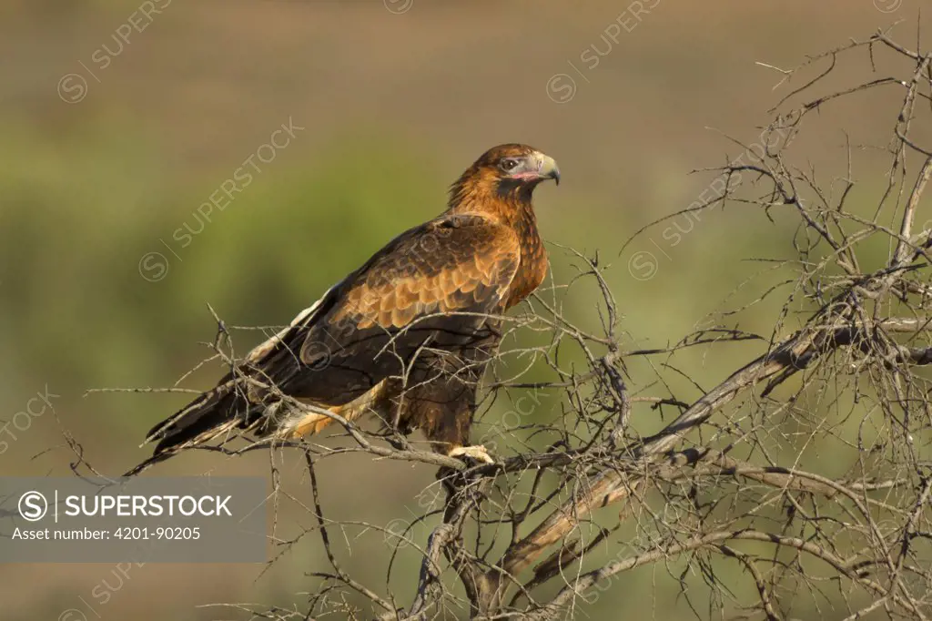 Wedge-tailed Eagle (Aquila audax), Flinders Ranges National Park, Australia