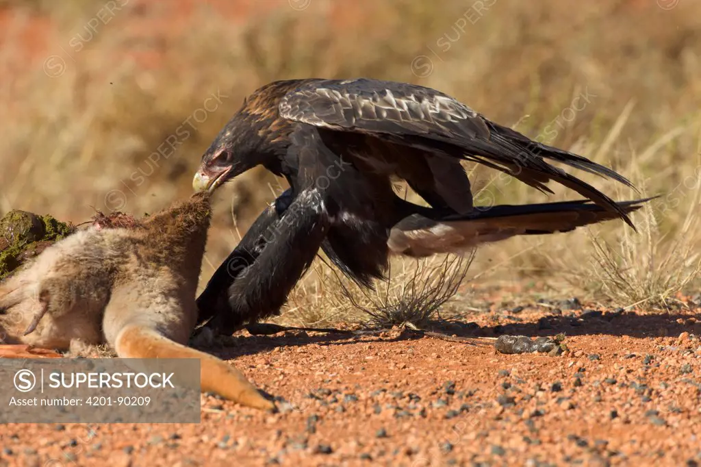Wedge-tailed Eagle (Aquila audax) feeding on road killed Red Kangaroo (Macropus rufus) carcass in arid outback, Northern Territory, Australia