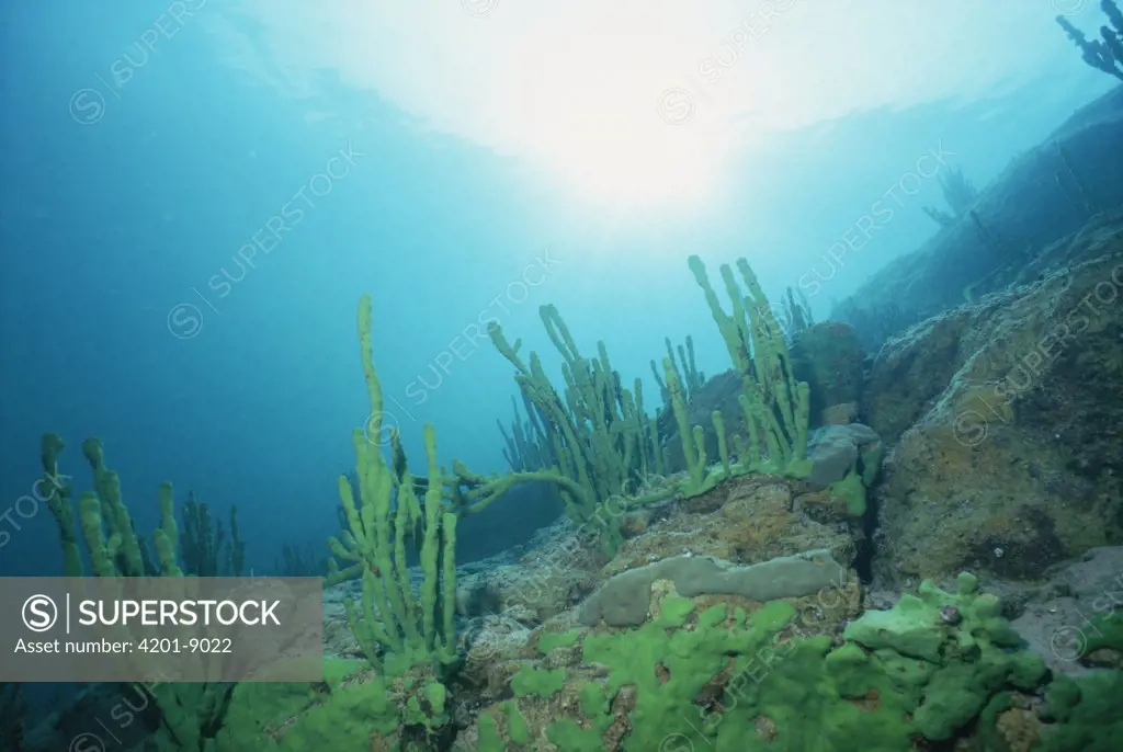 Sponge (Lubomirskia baicalensis) underwater, Lake Baikal, Russia