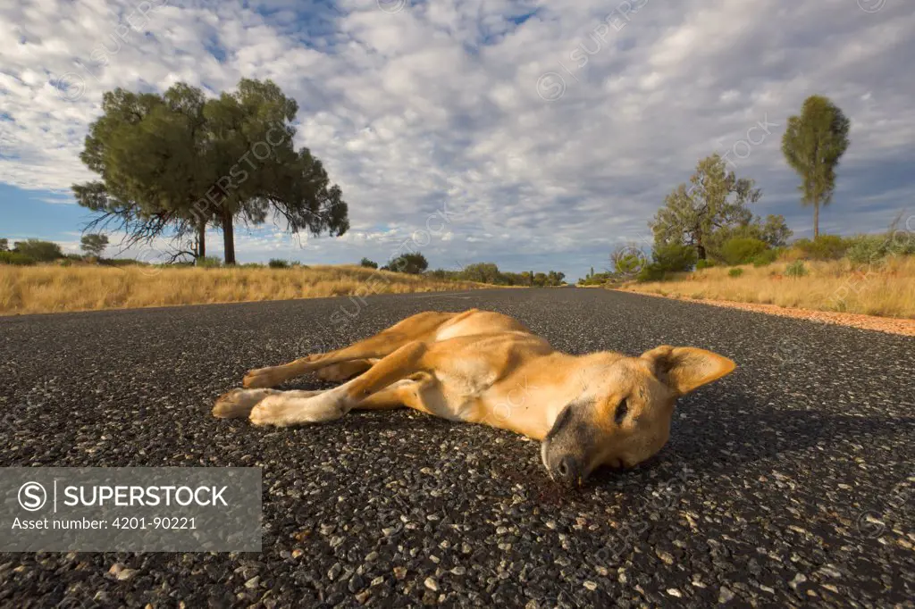 Dingo (Canis lupus dingo) roadkill, Northern Territory, Australia